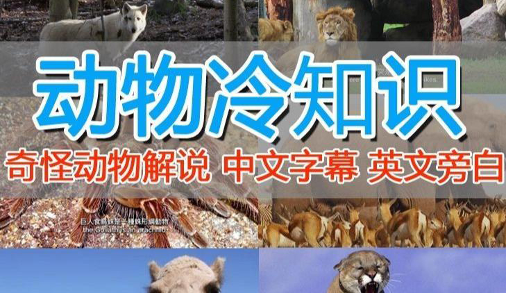 外面卖1699的国外纪录片解说(动物解说、美食、动画片)稳过中视频